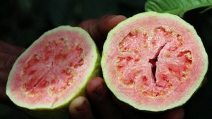 Feira da Goiaba de Brasília começa na sexta-feira (4)