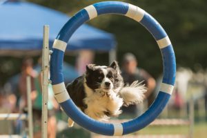 Samambaia recebe Dog Show com espetáculo de cães adestrados