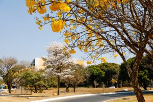 Cidade-parque, Brasília é a quinta capital mais arborizada do país
