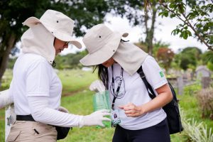 Não caia em fake news: Saiba como funcionam armadilhas contra o Aedes aegypti