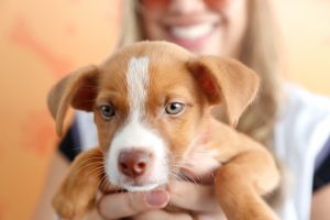 ParkPets: abrace a causa, adote e mude o destino de doguinhos e gatinhos abandonados