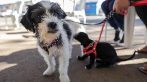 Caravana de Proteção Animal promove adoção e vacinação de pets no Eixão do Lazer