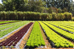 Semana Nacional dos Orgânicos reforça os benefícios dos alimentos saudáveis e da produção sustentável