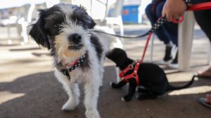 Livro infantil será lançado nesta quarta (30) para ensinar cuidados no transporte de pets