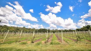 Vinhos do Cerrado superam rótulos internacionais em pesquisa inédita