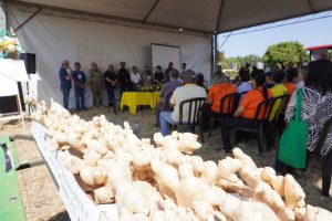 II Dia Especial do Gengibre terá programação diversificada em Vargem Bonita