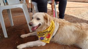 Ação educativa ensina como transportar pets de forma segura