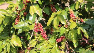 AgroBrasília 2025 recebe o 1º Encontro da Cafeicultura do DF e Ride