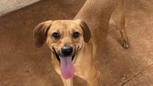 Feirinha de adoção neste sábado (17) busca família para cães