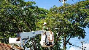 Jardim Botânico terá energia interrompida, neste sábado (3), para modernização da rede elétrica