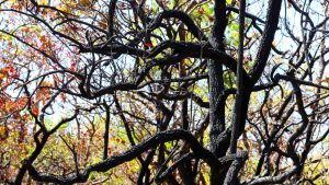 DF amplia projeto com inteligência artificial para prevenir incêndios no Cerrado