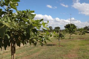 Parque da Cidade: Cronograma de cuidados garante crescimento saudável de mudas nativas que substituíram pinheiros