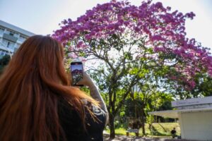 Primeiro a florescer no DF, ipê-roxo abre temporada de cores e encanta a população