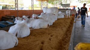 Maior feira agropecuária do DF, Expoabra terá nova edição entre 29 de agosto e 7 de setembro
