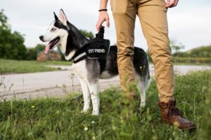 Cadastro Mais Protetor vai mapear atuação de protetores de cães e gatos no DF