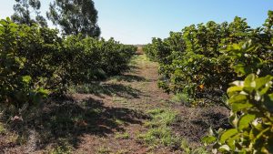 Produção agrícola do DF movimentou mais de R$ 5,8 bilhões em 2024 com alta dos setores de frutas, flores e pecuária
