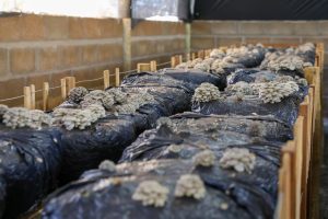 Produção de cogumelos cresce quase 50% no DF em um ano