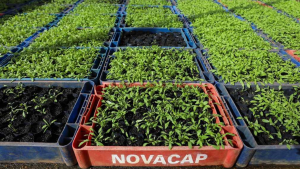 Viveiros da Novacap produziram mais de 1,4 milhão de mudas de árvores, flores e arbustos neste ano