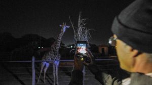Zoológico de Brasília abrirá mais de mil vagas para os projetos Zoo Noturno e Zoo Experiência