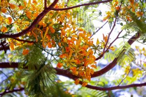 Cor em meio à seca: Flamboyants florescem no Distrito Federal