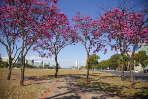 Ipês-roxos ou jacarandás-mimosos? Árvores que fascinam e confundem brasilienses