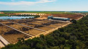 Pecuária circular: impacto na mesa do brasileiro, no meio ambiente e nos custos
