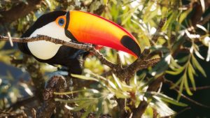 Fotógrafa brasiliense lança livro com registros poéticos de aves do Distrito Federal