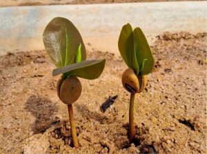Pesquisa apoiada pela FAPDF ajuda na busca por espécies resilientes às mudanças climáticas