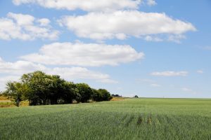 Novo acordo de cooperação favorece pesquisas na agropecuária