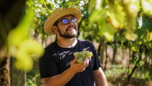 Vinhos ganham cada vez mais espaço nas festas de fim de ano
