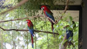Zoológico de Brasília comemora 68 anos com programação especial e experiência inédita de imersão em aviário