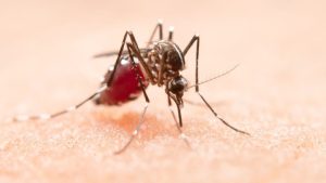Chuvas intensas aumentam alerta para dengue, zika e chikungunya no Brasil