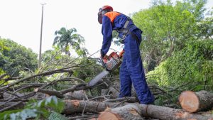 Novacap registra mais de 21,8 mil atendimentos de manejo arbóreo no DF em 2025