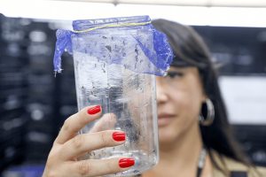 Com drones e mosquitos wolbitos, GDF alia tecnologia e controle biológico no combate à dengue