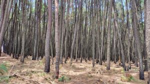 Decreto define poligonal da Floresta Distrital dos Pinheiros