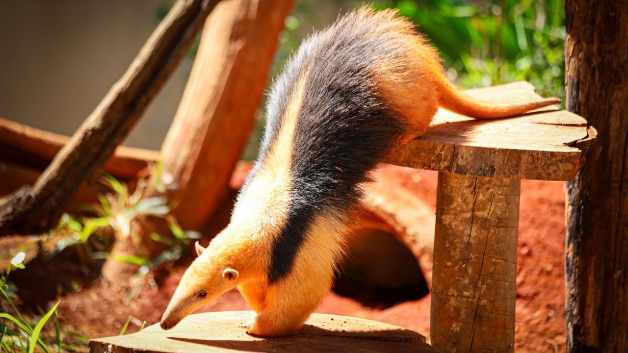 Zoológico de Brasília recebe “Experiência Animal”, exposição imersiva e sensorial inédita