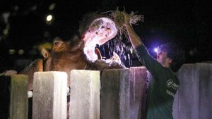 Inscrições para os projetos Zoo Experiência e Zoo Noturno abrem na segunda-feira (9)