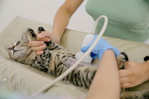 De animais domésticos à fauna silvestre, GDF investe em saúde animal e trabalho de prevenção