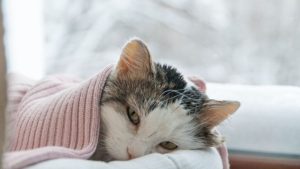 Sinais de emergência em pets: como reconhecer sintomas que exigem atendimento veterinário