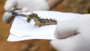 Lagartas são recolhidas no Lago Sul para produção de soro antiveneno