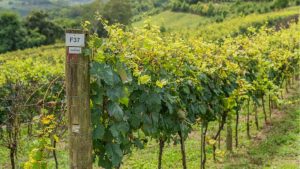 Vinhedo experimental projeta futuro da Cooperativa Garibaldi com foco em inovação e adaptação climática