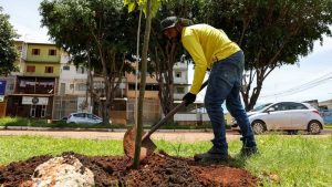 Dia de Plantar uma Muda Nativa do Cerrado: ação planeja chegar a 150 mil mudas até 2030