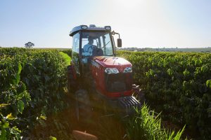 Dia Nacional do Café: mecanização impulsiona produtividade e fortalece liderança brasileira no setor