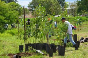 GDF investirá R$ 3,7 milhões em nova etapa de recuperação do Cerrado