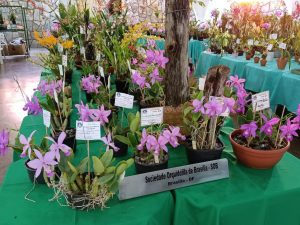 Feira da Lua comemora 25 anos com edição especial dedicada a orquídeas e plantas ornamentais