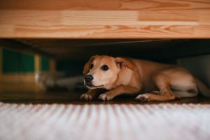 Cães com medo de barulhos altos: entenda o estresse e o que fazer